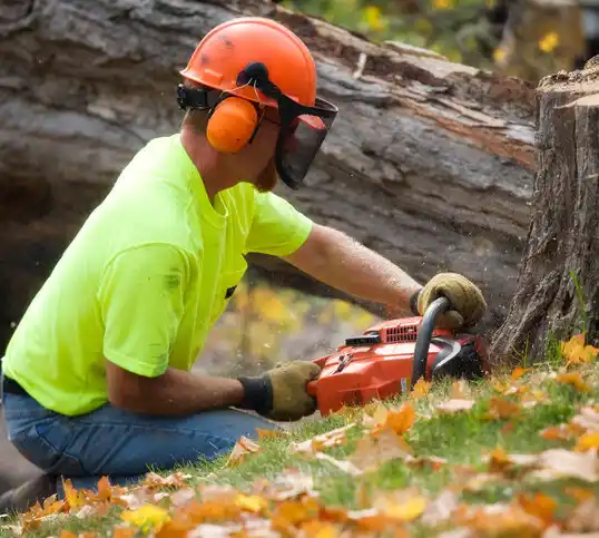 tree services Strafford